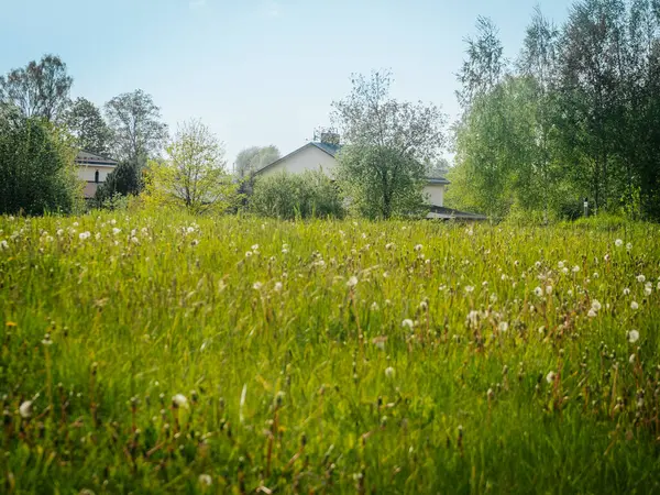 Karahindiba tohumu başlarıyla dolu yemyeşil bir çayır açık mavi gökyüzünün altındaki yüksek ağaçların arasına kurulmuş birkaç çiftlik evine doğru uzanır..