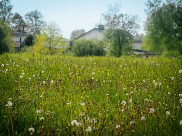 Karahindiba tohumu başlarıyla dolu yemyeşil bir çayır açık mavi gökyüzünün altındaki yüksek ağaçların arasına kurulmuş birkaç çiftlik evine doğru uzanır..