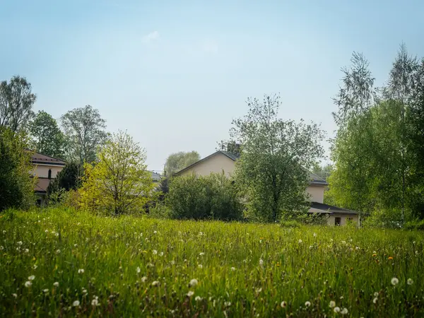 Karahindiba tohumu başlarıyla dolu yemyeşil bir çayır açık mavi gökyüzünün altındaki yüksek ağaçların arasına kurulmuş birkaç çiftlik evine doğru uzanır..