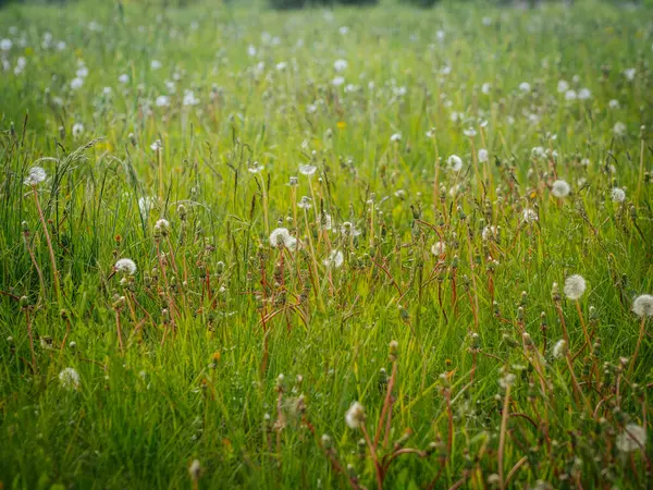 Yoğun karahindiba tohumu başları ve gövdeleriyle dolu yeşil çayır manzarası altın bahar güneşinde yumuşak, havadar bir doku oluşturur..