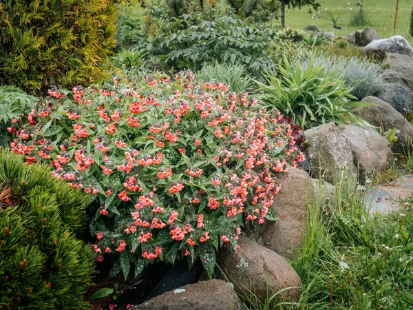 Akciğer otu (Pulmonaria), kayalar ve yapraklarla çevrili, çeşitli yapraklar ve mercan pembesi çiçeklerden oluşan bir küme..