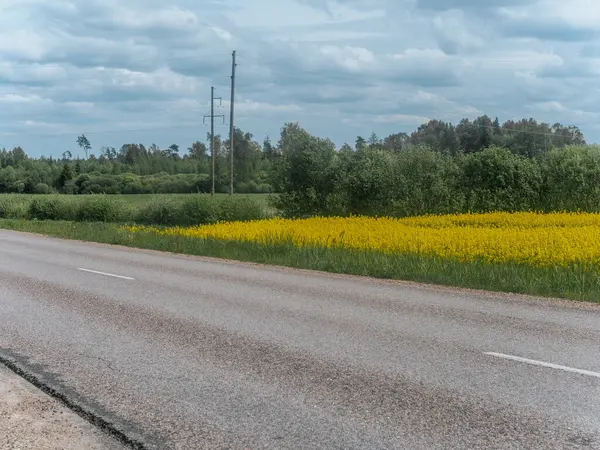 Sakin bir köy yolu, sakin ve bulutlu bir gökyüzünün altında geniş sarı kolza tohumu tarlalarıyla çevrili açık bir arazide yavaşça esiyor..