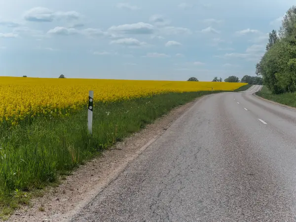 Sakin bir köy yolu, sakin ve bulutlu bir gökyüzünün altında geniş sarı kolza tohumu tarlalarıyla çevrili açık bir arazide yavaşça esiyor..
