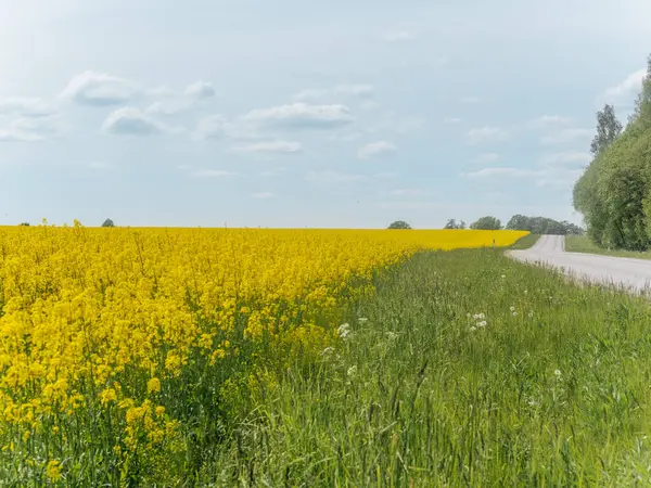 Sakin bir köy yolu, sakin ve bulutlu bir gökyüzünün altında geniş sarı kolza tohumu tarlalarıyla çevrili açık bir arazide yavaşça esiyor..