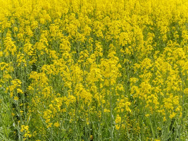 Yeşil bir tarlayı kaplayan kalın, parlak, sarı kolza çiçeği kümesinin yakın plan görüntüsü görünür bir ufuk çizgisi olmadan..