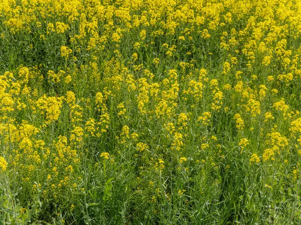 Yeşil bir tarlayı kaplayan kalın, parlak, sarı kolza çiçeği kümesinin yakın plan görüntüsü görünür bir ufuk çizgisi olmadan..