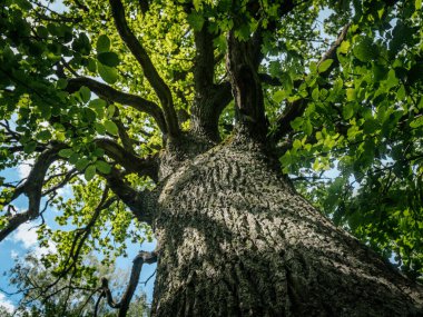 Yeşil yapraklarla çevrili, parçalı bulutlu bir gökyüzünün altında geniş dalları olan uzun bir ağacın dramatik alçak açılı görüntüsü..