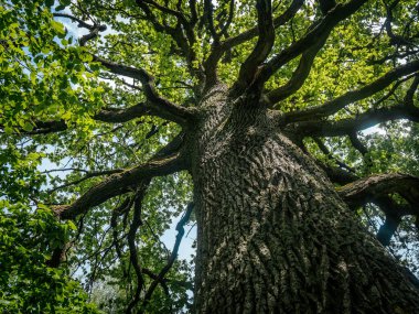 Yeşil yapraklarla çevrili, parçalı bulutlu bir gökyüzünün altında geniş dalları olan uzun bir ağacın dramatik alçak açılı görüntüsü..