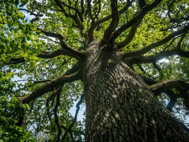 Yeşil yapraklarla çevrili, parçalı bulutlu bir gökyüzünün altında geniş dalları olan uzun bir ağacın dramatik alçak açılı görüntüsü..