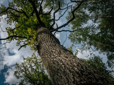 Yeşil yapraklarla çevrili, parçalı bulutlu bir gökyüzünün altında geniş dalları olan uzun bir ağacın dramatik alçak açılı görüntüsü..