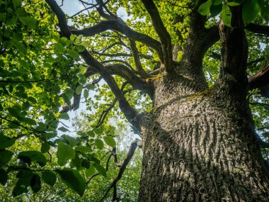 Kalın, yosunlu dalları olan büyük bir meşe ağacı yeşil tacını gökyüzüne yayarak doğal bir yaprak ve ağaç kabuğu barınağı oluşturuyor..