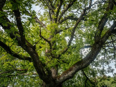 Kalın, yosunlu dalları olan büyük bir meşe ağacı yeşil tacını gökyüzüne yayarak doğal bir yaprak ve ağaç kabuğu barınağı oluşturuyor..