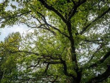 Kalın, yosunlu dalları olan büyük bir meşe ağacı yeşil tacını gökyüzüne yayarak doğal bir yaprak ve ağaç kabuğu barınağı oluşturuyor..