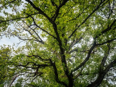 Kalın, yosunlu dalları olan büyük bir meşe ağacı yeşil tacını gökyüzüne yayarak doğal bir yaprak ve ağaç kabuğu barınağı oluşturuyor..