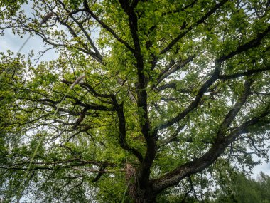 Kalın, yosunlu dalları olan büyük bir meşe ağacı yeşil tacını gökyüzüne yayarak doğal bir yaprak ve ağaç kabuğu barınağı oluşturuyor..
