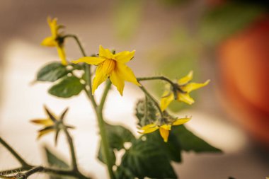 Yumuşak yeşil bir gövde üzerinde, kontrastlık ve derinlik için yumuşak, bulanık bir zemin üzerine birkaç sarı domates çiçekleri yakın çekim.
