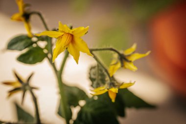 Yumuşak yeşil bir gövde üzerinde, kontrastlık ve derinlik için yumuşak, bulanık bir zemin üzerine birkaç sarı domates çiçekleri yakın çekim.