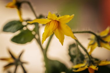 Yumuşak yeşil bir gövde üzerinde, kontrastlık ve derinlik için yumuşak, bulanık bir zemin üzerine birkaç sarı domates çiçekleri yakın çekim.