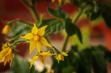 Yumuşak yeşil bir gövde üzerinde, kontrastlık ve derinlik için yumuşak, bulanık bir zemin üzerine birkaç sarı domates çiçekleri yakın çekim.