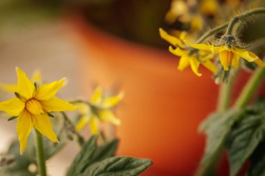 Odak noktasında sarı çiçekli domates bitkisi ve bulanık portakal tenceresi ve yeşil yaprakların üzerine yerleştirilmiş tüylü saplar. Erken büyüme aşaması görünür.