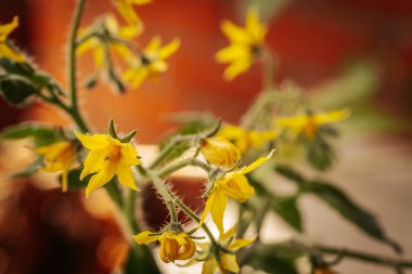 Odak noktasında sarı çiçekli domates bitkisi ve bulanık portakal tenceresi ve yeşil yaprakların üzerine yerleştirilmiş tüylü saplar. Erken büyüme aşaması görünür.
