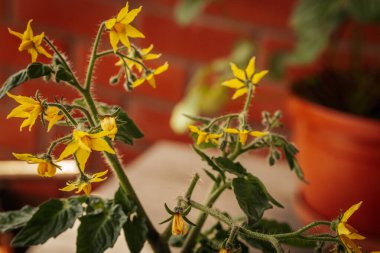 Odak noktasında sarı çiçekli domates bitkisi ve bulanık portakal tenceresi ve yeşil yaprakların üzerine yerleştirilmiş tüylü saplar. Erken büyüme aşaması görünür.