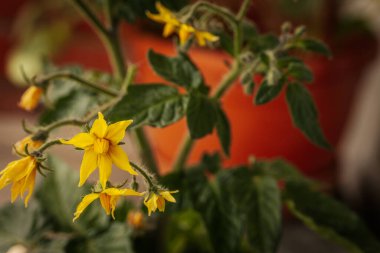 Odak noktasında sarı çiçekli domates bitkisi ve bulanık portakal tenceresi ve yeşil yaprakların üzerine yerleştirilmiş tüylü saplar. Erken büyüme aşaması görünür.