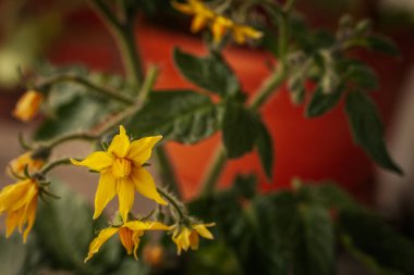 Odak noktasında sarı çiçekli domates bitkisi ve bulanık portakal tenceresi ve yeşil yaprakların üzerine yerleştirilmiş tüylü saplar. Erken büyüme aşaması görünür.