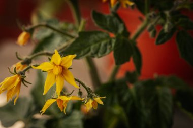 Odak noktasında sarı çiçekli domates bitkisi ve bulanık portakal tenceresi ve yeşil yaprakların üzerine yerleştirilmiş tüylü saplar. Erken büyüme aşaması görünür.