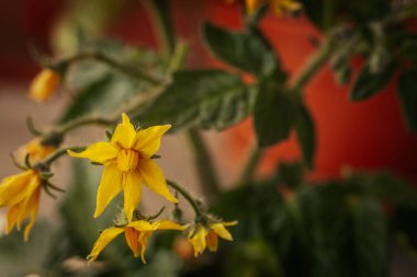 Odak noktasında sarı çiçekli domates bitkisi ve bulanık portakal tenceresi ve yeşil yaprakların üzerine yerleştirilmiş tüylü saplar. Erken büyüme aşaması görünür.