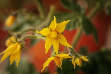 Odak noktasında sarı çiçekli domates bitkisi ve bulanık portakal tenceresi ve yeşil yaprakların üzerine yerleştirilmiş tüylü saplar. Erken büyüme aşaması görünür.
