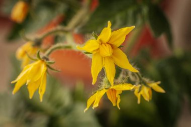 Odak noktasında sarı çiçekli domates bitkisi ve bulanık portakal tenceresi ve yeşil yaprakların üzerine yerleştirilmiş tüylü saplar. Erken büyüme aşaması görünür.