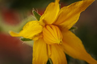 Sarı domates çiçeğinin yakın plan fotoğrafı. Narin taç yapraklarını, merkez koniyi ve ince bitki kıllarını gösteriyor. Yumuşak, bulanık bir arka plan çiçekli detayları vurgular..