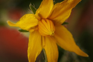 Sarı domates çiçeğinin yakın plan fotoğrafı. Narin taç yapraklarını, merkez koniyi ve ince bitki kıllarını gösteriyor. Yumuşak, bulanık bir arka plan çiçekli detayları vurgular..