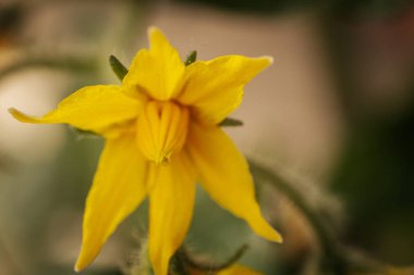 Sarı domates çiçeğinin yakın plan fotoğrafı. Narin taç yapraklarını, merkez koniyi ve ince bitki kıllarını gösteriyor. Yumuşak, bulanık bir arka plan çiçekli detayları vurgular..