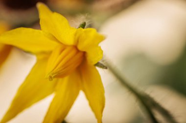 Sarı domates çiçeğinin yakın plan fotoğrafı. Narin taç yapraklarını, merkez koniyi ve ince bitki kıllarını gösteriyor. Yumuşak, bulanık bir arka plan çiçekli detayları vurgular..