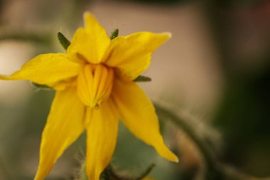 Sarı domates çiçeğinin yakın plan fotoğrafı. Narin taç yapraklarını, merkez koniyi ve ince bitki kıllarını gösteriyor. Yumuşak, bulanık bir arka plan çiçekli detayları vurgular..