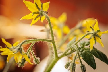 Odak noktasında sarı çiçekli domates bitkisi ve bulanık portakal tenceresi ve yeşil yaprakların üzerine yerleştirilmiş tüylü saplar. Erken büyüme aşaması görünür.