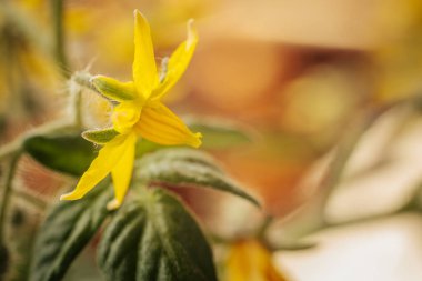 Yumuşak yeşil bir gövde üzerinde, kontrastlık ve derinlik için yumuşak, bulanık bir zemin üzerine birkaç sarı domates çiçekleri yakın çekim.