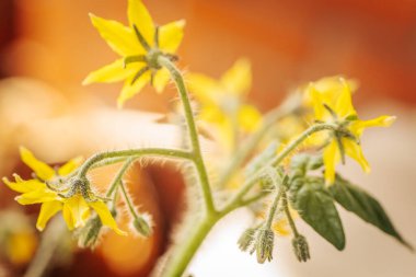 Yumuşak yeşil bir gövde üzerinde, kontrastlık ve derinlik için yumuşak, bulanık bir zemin üzerine birkaç sarı domates çiçekleri yakın çekim.