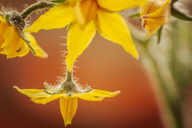 Yumuşak yeşil bir gövde üzerinde, kontrastlık ve derinlik için yumuşak, bulanık bir zemin üzerine birkaç sarı domates çiçekleri yakın çekim.