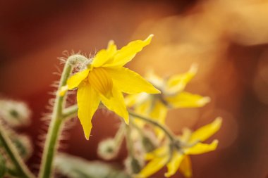 Yumuşak yeşil bir gövde üzerinde, kontrastlık ve derinlik için yumuşak, bulanık bir zemin üzerine birkaç sarı domates çiçekleri yakın çekim.