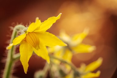 Sarı domates çiçeğinin yakın plan fotoğrafı. Narin taç yapraklarını, merkez koniyi ve ince bitki kıllarını gösteriyor. Yumuşak, bulanık bir arka plan çiçekli detayları vurgular..