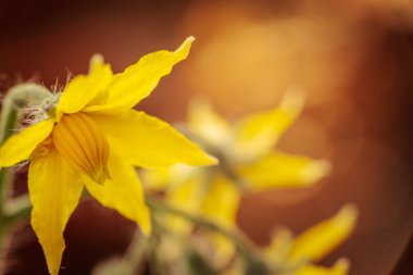 Sarı domates çiçeğinin yakın plan fotoğrafı. Narin taç yapraklarını, merkez koniyi ve ince bitki kıllarını gösteriyor. Yumuşak, bulanık bir arka plan çiçekli detayları vurgular..