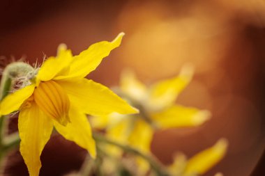 Sarı domates çiçeğinin yakın plan fotoğrafı. Narin taç yapraklarını, merkez koniyi ve ince bitki kıllarını gösteriyor. Yumuşak, bulanık bir arka plan çiçekli detayları vurgular..