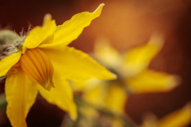 Sarı domates çiçeğinin yakın plan fotoğrafı. Narin taç yapraklarını, merkez koniyi ve ince bitki kıllarını gösteriyor. Yumuşak, bulanık bir arka plan çiçekli detayları vurgular..