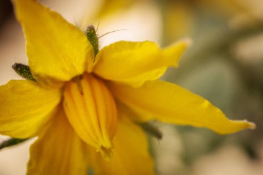 Sarı domates çiçeğinin yakın plan fotoğrafı. Narin taç yapraklarını, merkez koniyi ve ince bitki kıllarını gösteriyor. Yumuşak, bulanık bir arka plan çiçekli detayları vurgular..
