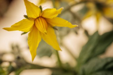 Sarı domates çiçeğinin yakın plan fotoğrafı. Narin taç yapraklarını, merkez koniyi ve ince bitki kıllarını gösteriyor. Yumuşak, bulanık bir arka plan çiçekli detayları vurgular..