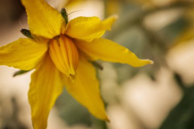 Sarı domates çiçeğinin yakın plan fotoğrafı. Narin taç yapraklarını, merkez koniyi ve ince bitki kıllarını gösteriyor. Yumuşak, bulanık bir arka plan çiçekli detayları vurgular..
