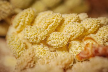 Yakın aralıklı, pullu, desenli yüzeyi olan sarı-yeşil bitki tomurcukları. Sığ odak alanı doğal yapıyı ve detayları vurgular.